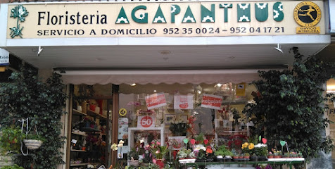 Floristería y Regalos Agapanthus